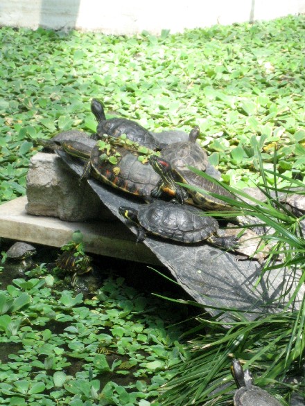 These turtles are denizens of Madrid and perhaps represent what it can be like to move along a sidewalk here at times. These turtles, however, live in a lush pond inside of Atocha Station, one of the hubs of the city.